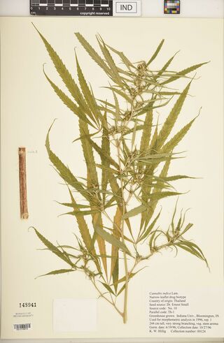 Digitised herbarium sheet with a flowering Cannabis branch of long, narrow-leafleted leaves, a separate stem segment, a paper packet, and a typed Indiana University greenhouse label.