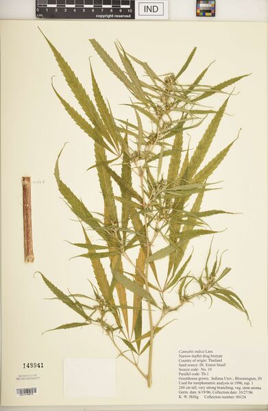 File:Hillig 00124 specimen IND0149679.jpg