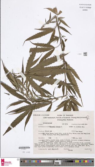 Digitised herbarium sheet with Cannabis sativa leaves and a typed Chiang Mai University label.