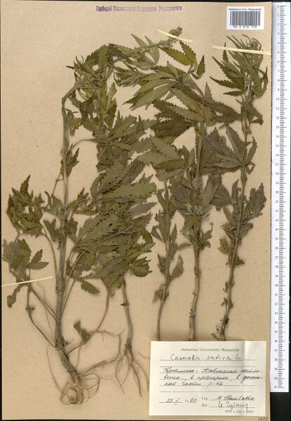 File:Botbaeva s.n. specimen MW0818708.jpg