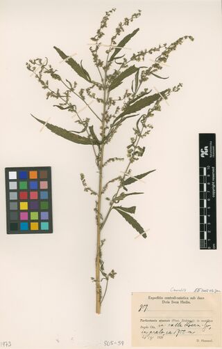 Digitised herbarium sheet with one branched flowering Cannabis stem with narrow leaflets, and a printed expedition label filled in by hand.