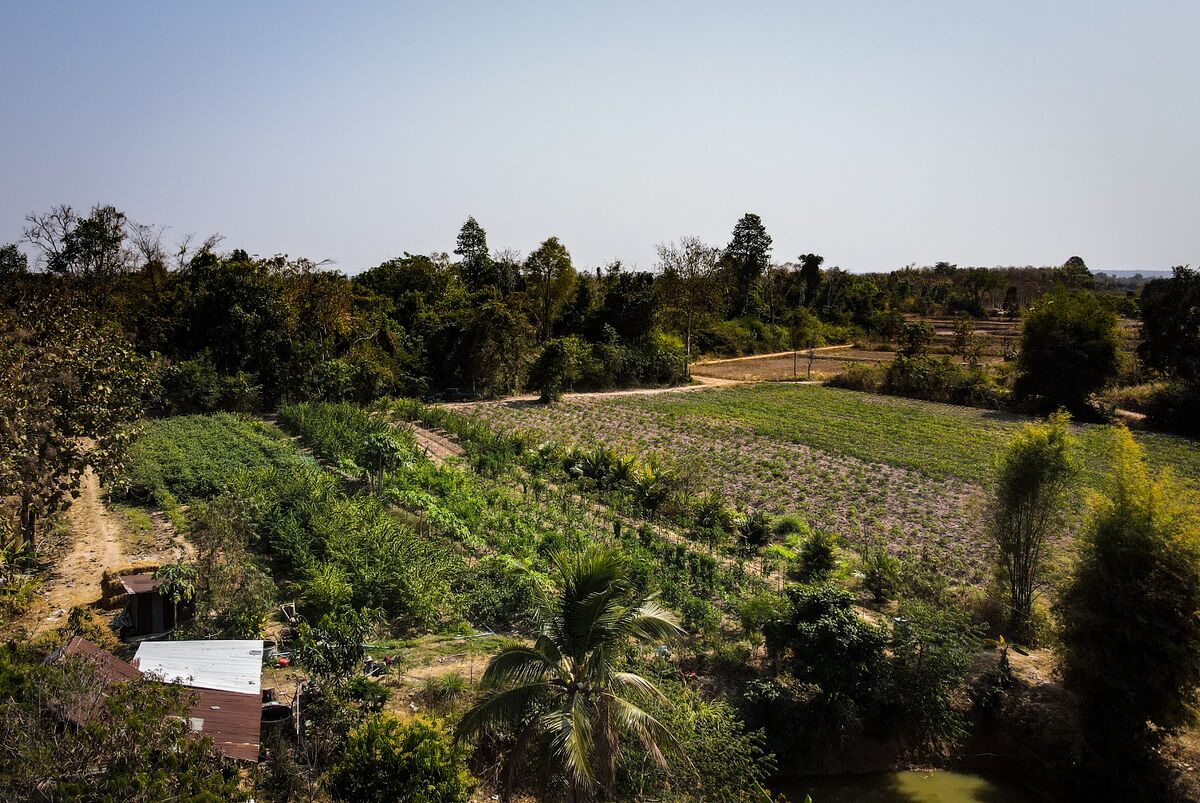 Drone shot of Khun Aek's farm in the Phu Phan hills of Northeastern Thailand. Field of landrace cannabis in the middle distance.