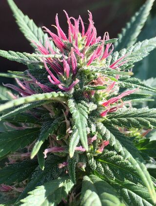 Flowering cannabis top with long pink and red stigmas among serrated leaves