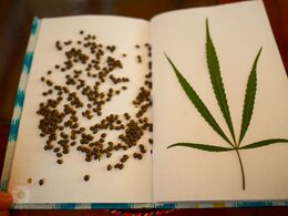 A flowering Cannabis sativa plant, a herbaceous member of the family Cannabaceae