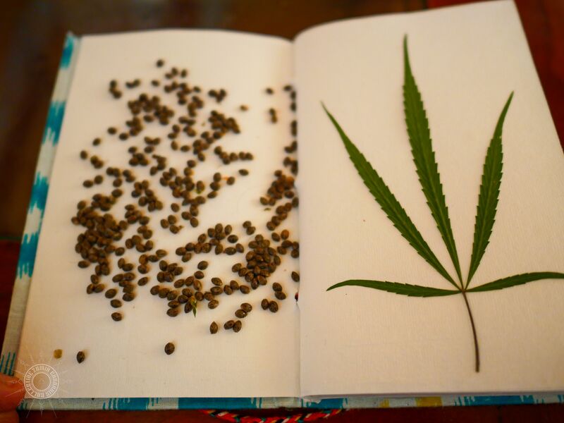 Cannabis sativa