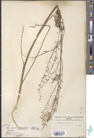 Digitised herbarium sheet with a tall Cannabis sativa stem, a strip of stripped bark fibre, and a label on squared paper.