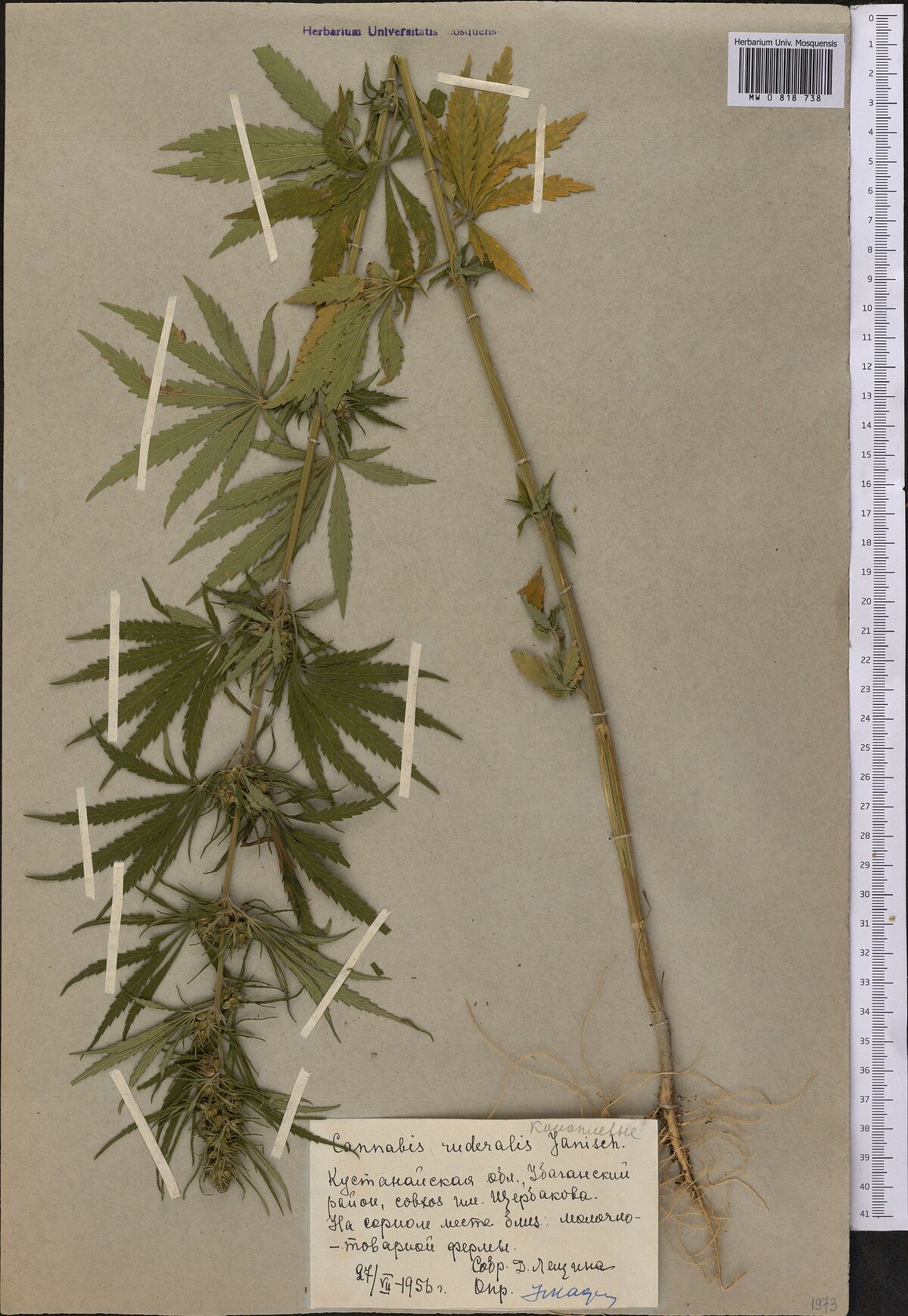 Digitised herbarium sheet with one tall, leafy Cannabis plant with its roots, held by paper strips, and a hand-written label at the lower right.