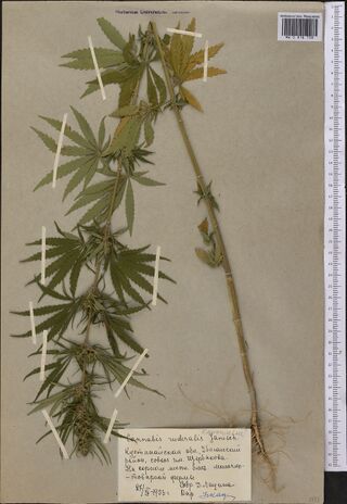 Digitised herbarium sheet with one tall, leafy Cannabis plant with its roots, held by paper strips, and a hand-written label at the lower right.