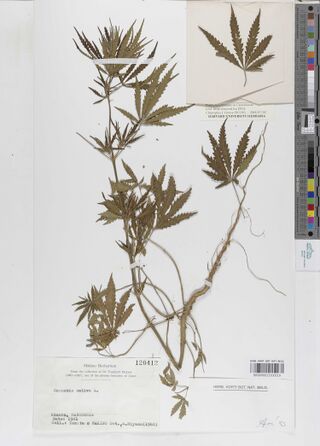 Digitised herbarium sheet with a branched Cannabis plant with sparse palmate leaves and roots, and a printed Makino Herbarium label.