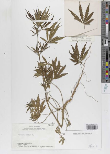 File:Makino s.n. specimen BR0000023200210.jpg