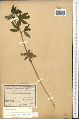Digitised herbarium sheet with one slender Cannabis stem with palmate leaves along it and at its top, a printed expedition label completed by hand, and typed slips at the foot.