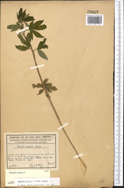 File:Nazarov 13038 specimen MW0818718.jpg