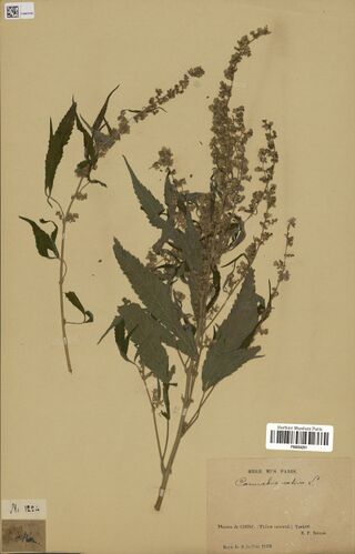 Digitised herbarium sheet with a branched Cannabis flowering stem with long open flowering spikes and palmate leaves, two small old slips and a printed Paris museum label.