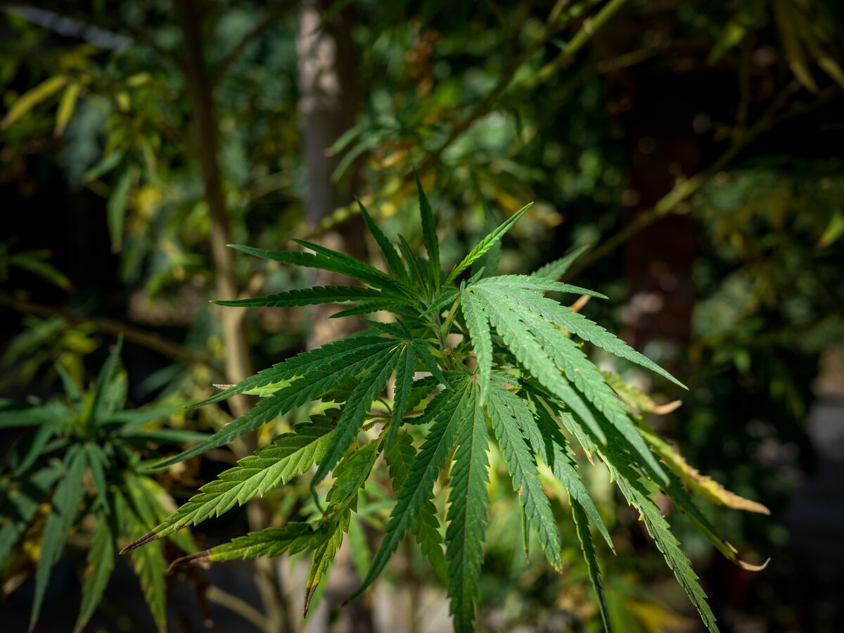 Landrace cannabis growing in Nong Khiaw, Northern Laos