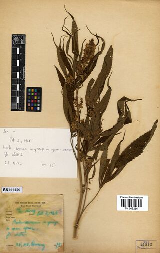 Digitised herbarium sheet with slender Cannabis sativa stems and a water-stained printed label whose ink has run.