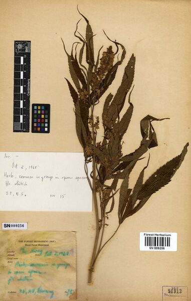 File:S.P. 15 specimen SN009256.jpg