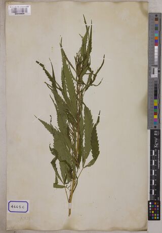 Digitised herbarium sheet with one tall, leafy Cannabis stem with long, narrow leaflets and a printed box reading 4665.C at the lower left.