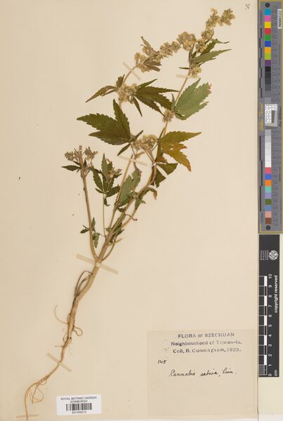File:Cunningham 145 specimen E01459312.jpg