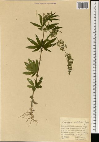 Digitised herbarium sheet with a single uprooted, leafy Cannabis stem with palmate leaves and flowering side branches, and a typed label at the lower right.