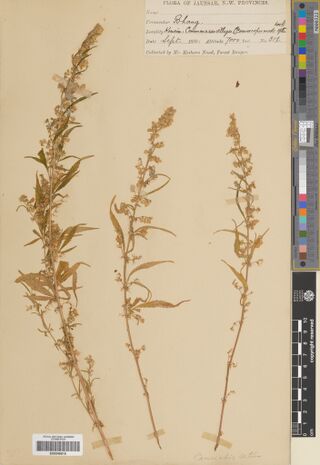 Digitised herbarium sheet with three slender Cannabis stems and a printed Flora of Jaunsar label at the top.