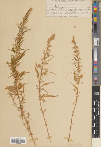 File:Keshava Nand 312 specimen E00248819.jpg
