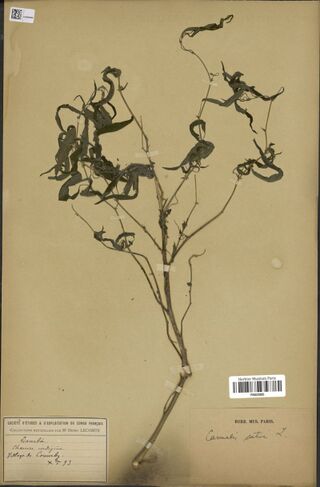 Digitised herbarium sheet with one branched Cannabis stem bearing narrow, twisted leaves, a printed company label filled in by hand at the lower left and a Paris museum label at the lower right.
