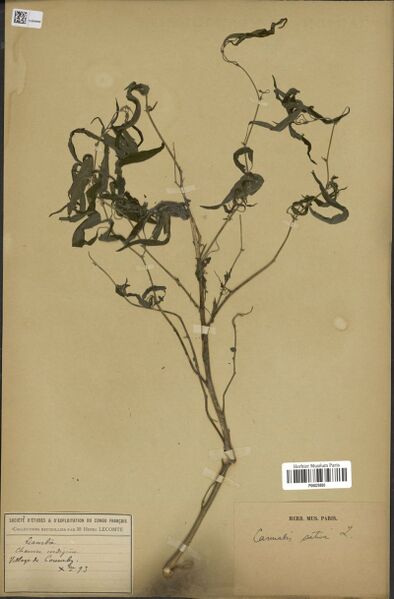 File:Lecomte s.n. specimen P06829895.jpg