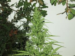 Tall green flower top against a white wall and dark leaves