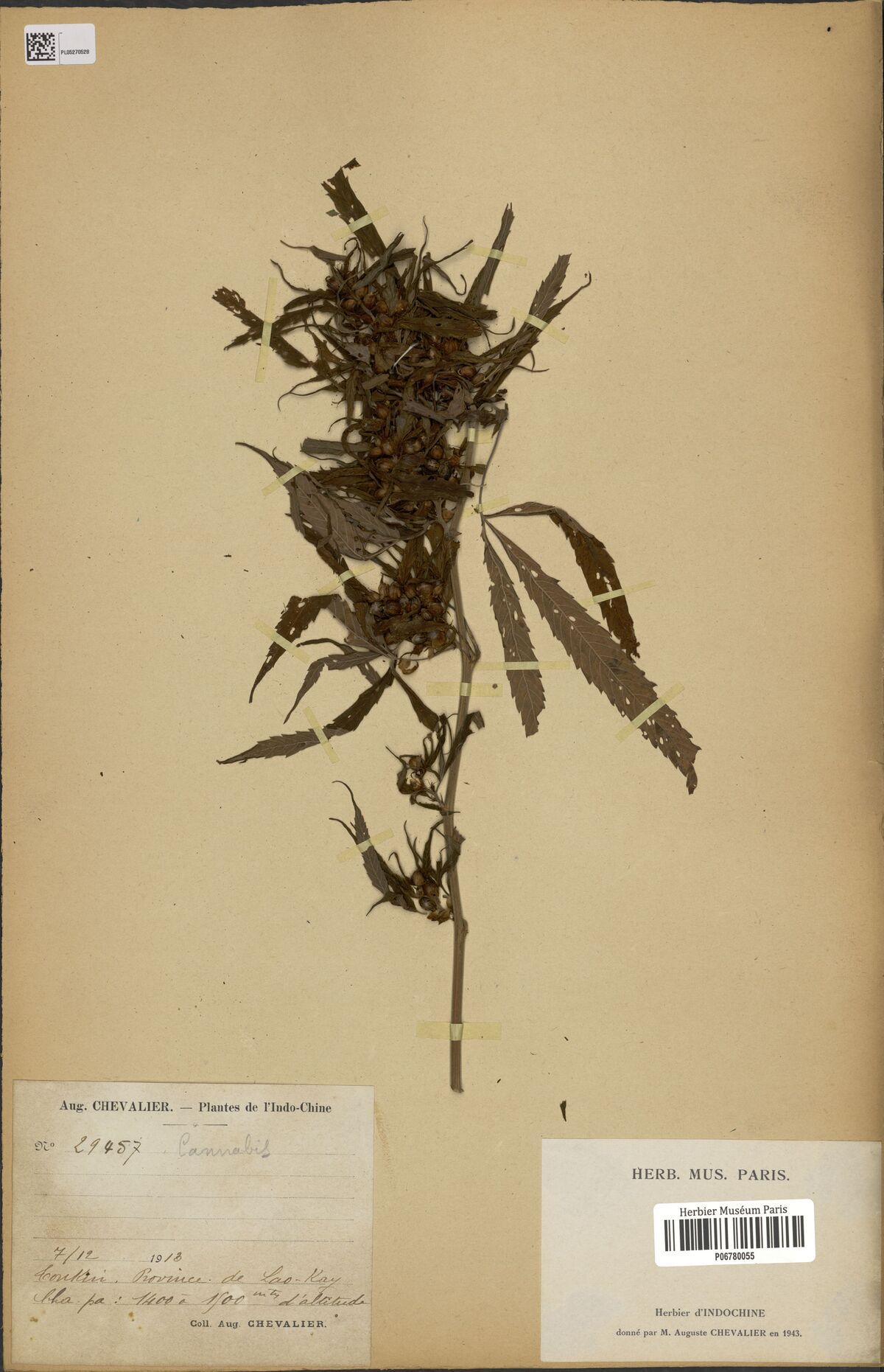 Digitised herbarium sheet with a Cannabis branch bearing dense fruiting tops, a handwritten collector label at the lower left and a printed museum label at the lower right.