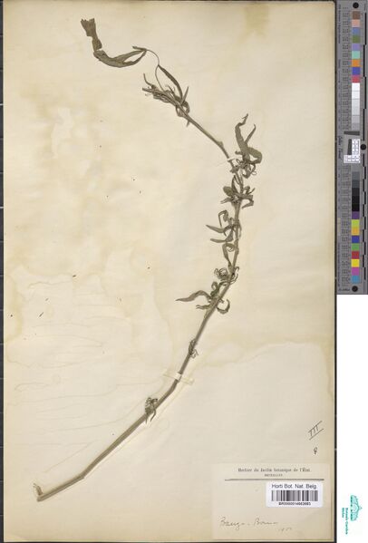 File:Gillet s.n. Banza-Boma specimen BR0000014662683.jpg