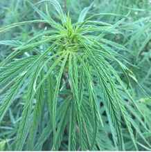 Green cannabis top with long, narrow leaflets seen from above
