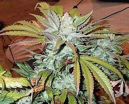 Frosty cannabis flower top among long, yellowing fan leaves