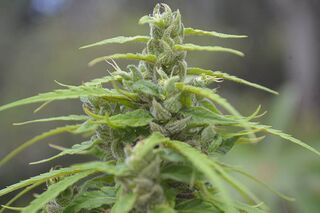 Close view of a green cannabis flower top with narrow leaves