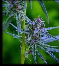 Purple-tinged flower clusters along a green stem