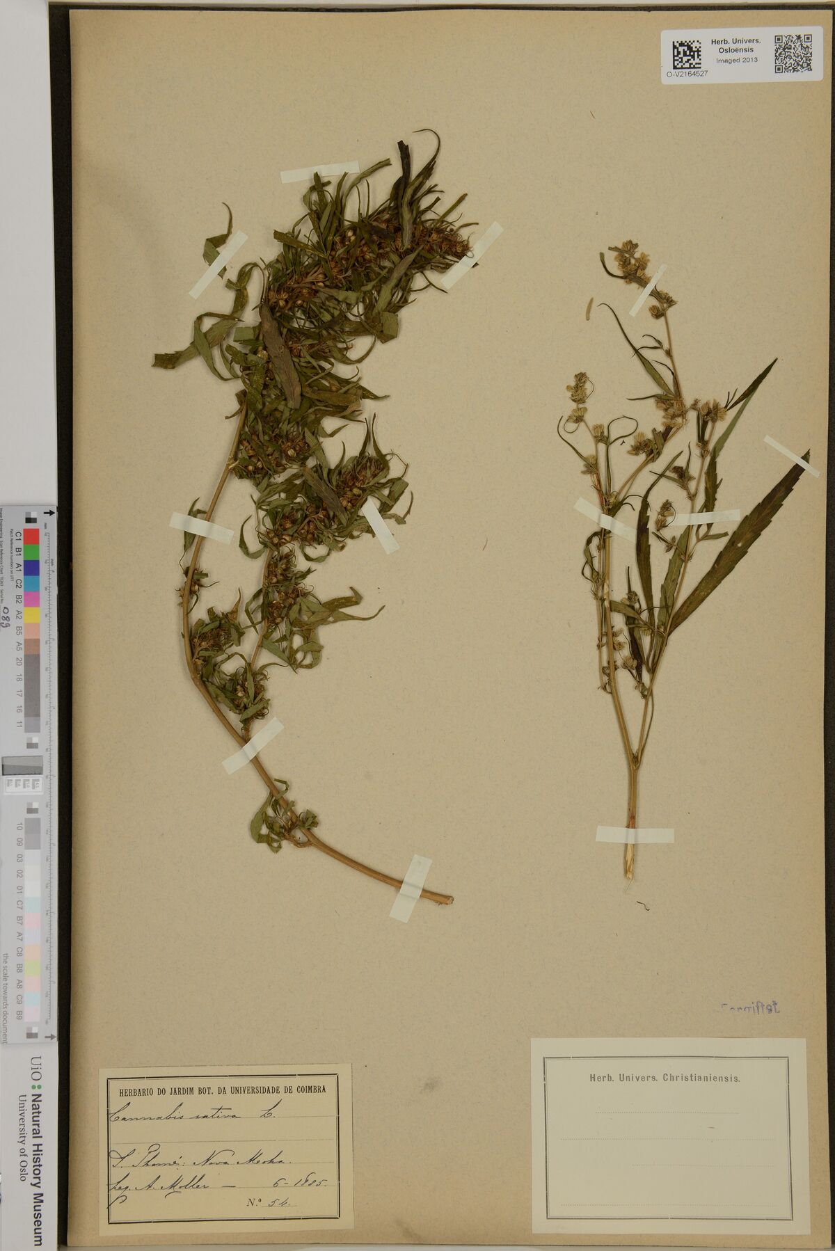 Digitised herbarium sheet with two Cannabis stems, one densely leafy with clustered flowers and one slender and flowering, a handwritten Coimbra label at the lower left and a blank Christiania herbarium label at the lower right.