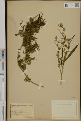 Digitised herbarium sheet with two Cannabis stems, one densely leafy with clustered flowers and one slender and flowering, a handwritten Coimbra label at the lower left and a blank Christiania herbarium label at the lower right.