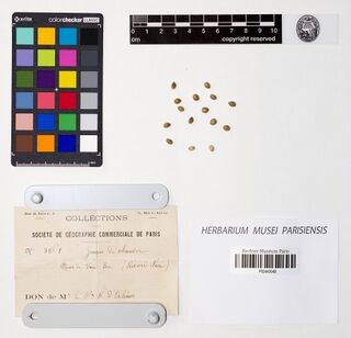 Photograph of about seventeen loose hemp seeds on a white ground beside a colour chart and a scale bar, above a printed collection label held by two metal clips.