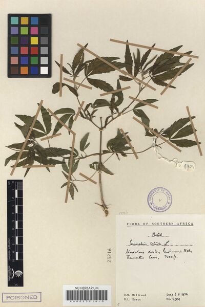 File:Hilliard 8901 specimen NU0023216-0.jpg