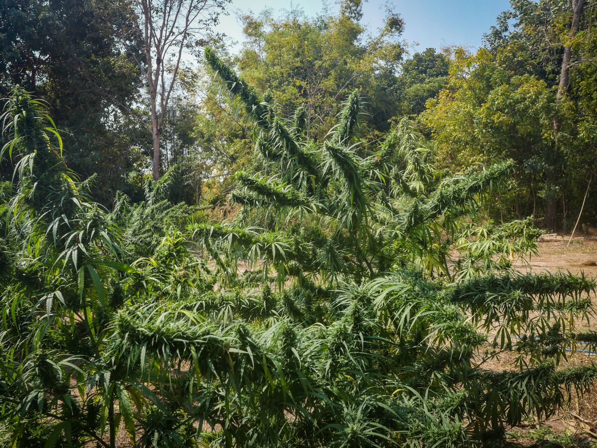 Landrace cannabis at Khun Aek's farm in the Phu Phan hills of Northeastern Thailand.