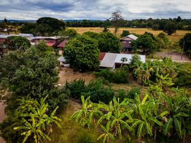 Traditional cannabis cultivation in mainland Southeast Asia, showing tall narrow-leaflet drug type plants in a village setting.