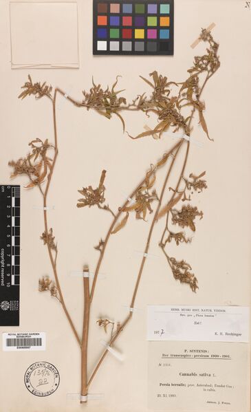 File:Sintenis 1331 specimen E00405507.jpg