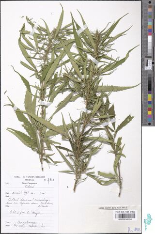 Digitised herbarium sheet with several leafy Cannabis branches with long, narrow leaflets, a printed collector's label filled in by hand at the lower left and a Brussels herbarium label at the lower right.