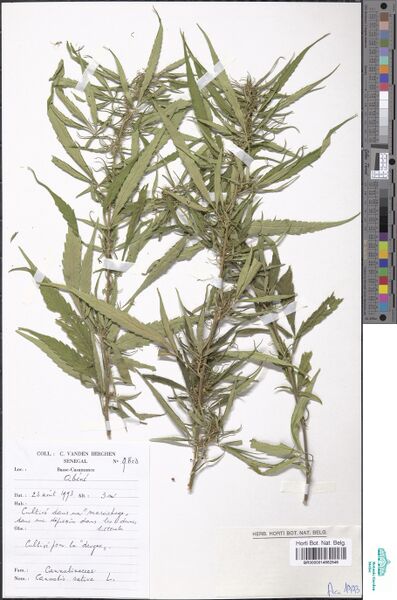 File:Vanden Berghen 9803 specimen BR0000014662546.jpg