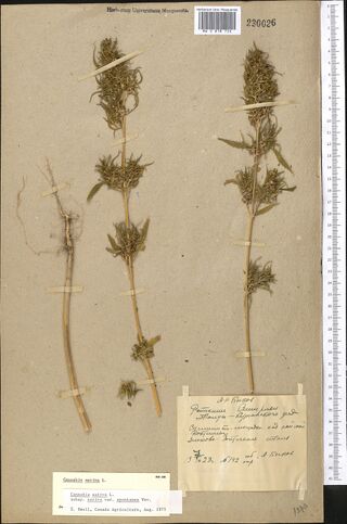 Digitised herbarium sheet with two leafy Cannabis stems bearing dense, compact flower clusters, a bare stem with its roots at the left, and slips over a handwritten label at the lower right.