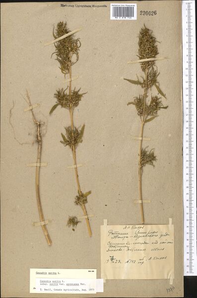 File:Bykov 142 specimen MW0818726.jpg
