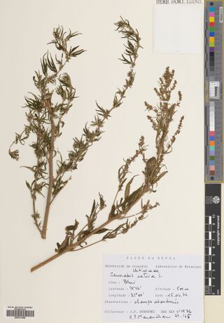 Digitised herbarium sheet with two slender, branched Cannabis stems with narrow leaflets and a handwritten Flore du Nepal label at the lower right.