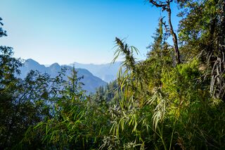 Landrace Cannabis growing in Grahan Village