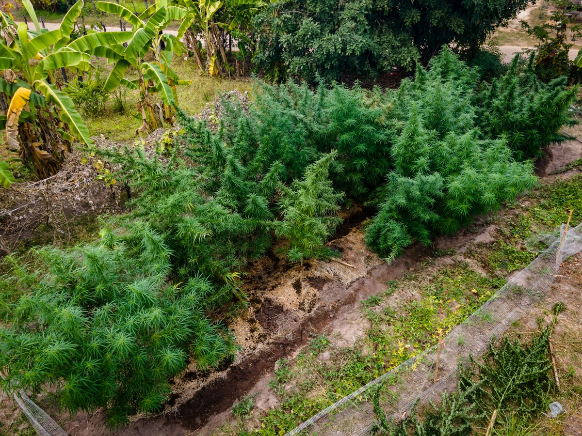 One of the many patches of landrace cannabis cultivated around the Krabangkham farm in the Phu Phan mountains of Northeastern Thailand.