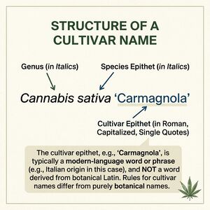 The name Cannabis sativa 'Carmagnola' with genus, species and cultivar epithet each labelled.