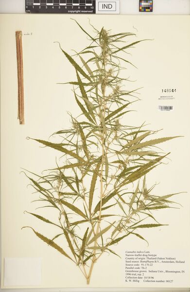 File:Hillig 00127 specimen IND0149682.jpg